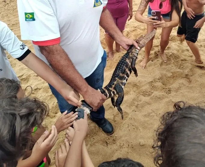 Jacaré aparentava ser filhote da espécie papo-amarelo