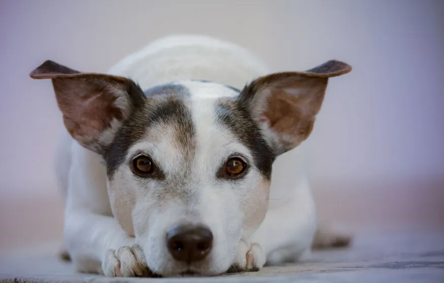 No Brasil, a proibição do uso de animais em testes e pesquisas ganhou força após o caso do Instituto Royal