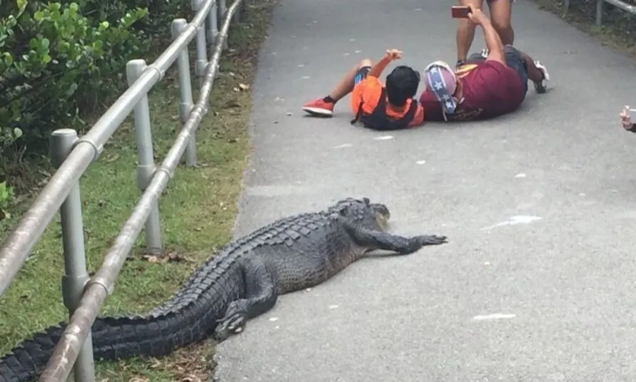 O fato ocorreu no Parque Nacional de Everglades, na Flórida, Estados Unidos, e chamou a atenção do público local