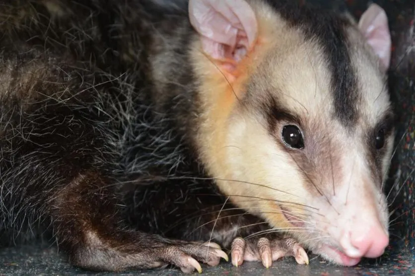 Outro animal comumente encontrado em áreas urbanas é o gambá