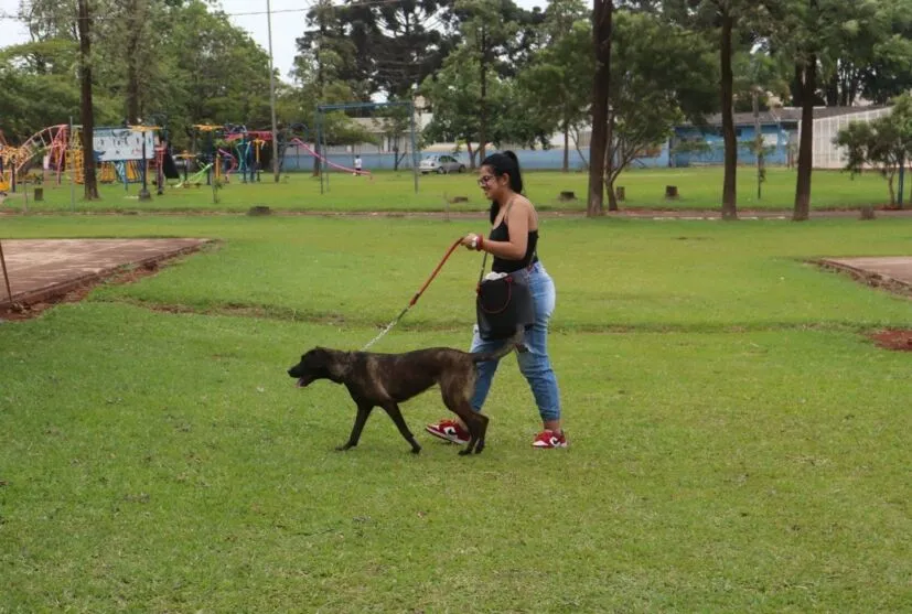 Programa Permanente de Esterilização de Cães e Gatos