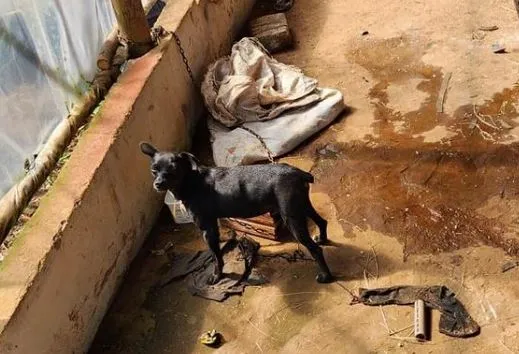 Quatro cães foram encontrados amarrados em cortas curtas