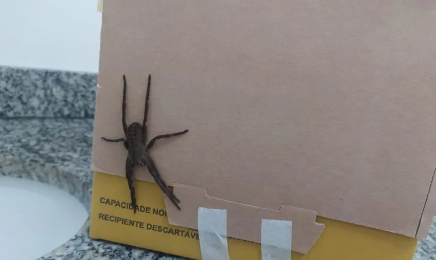 Uma das aranhas mais perigosas do mundo foi encontrada nesta terça-feira (28), em uma Unidade Básica de Saúde (UBS)