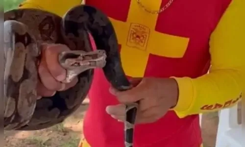 Jiboia com cerca de um metro e meio é encontrada no Rio Paraná