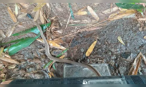 Trabalhadores encontram cobra venenosa em Aricanduva; veja