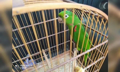 Maritaca fica com uma pata ferida e perde a outra ao enroscar em linha