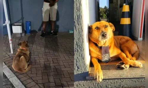 Mascote da GM, vira-lata impede fuga de homem que invadia casas no PR