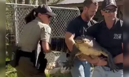 Mulher rouba jacaré de zoológico e o cria como animal de estimação