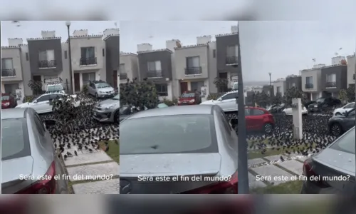 Centenas de pássaros enchem rua do México e intrigam moradores; veja