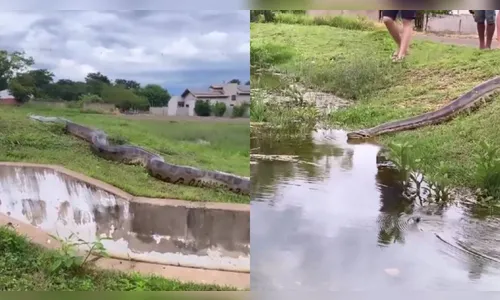 Vídeo: sucuri gigante é flagrada 'passeando' perto de moradores no MS