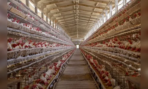 Paraná barra presença de aves em eventos agropecuários por 90 dias