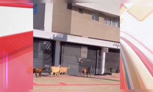 Vídeo: cabras são flagradas passeando por avenida de Maringá