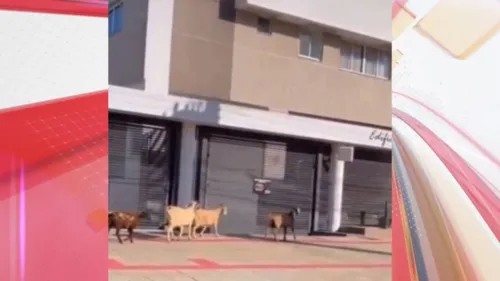 Cabras em Maringá