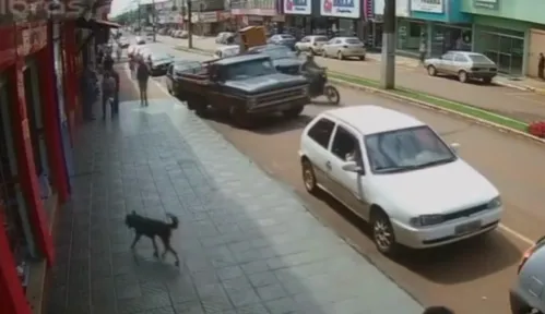 Cachorro foi flagrado 'furtando' a sacola com sapatos