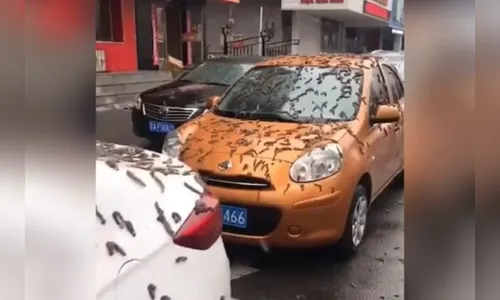 'Chuva de vermes' atinge cidade da China e intriga web; entenda
