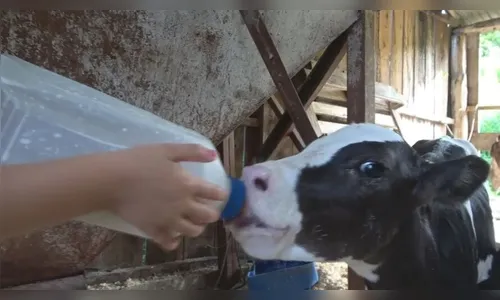 Seis de uma vez: novilhas gêmeas nascem em propriedade rural no Paraná