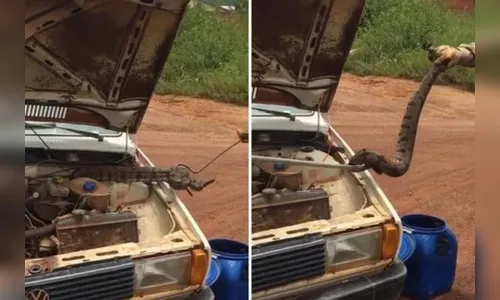 Motorista localiza cobra em carro após ouvir barulho estranho; assista