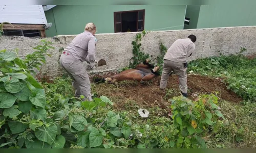 Égua cai em vala e mobiliza bombeiros em salvamento dramático