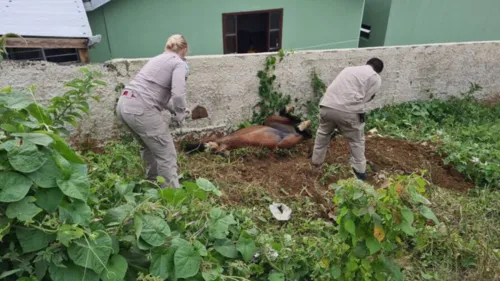 Corpo de Bombeiros teve bastante trabalho para ajudar a resgatar animal