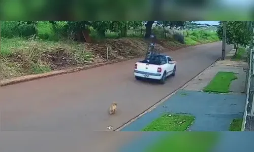 Vídeo: cachorro corre atrás de carro após ser abandonado em Maringá