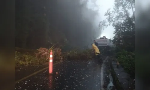 Estrada da Graciosa volta a ser bloqueada após queda de árvores
