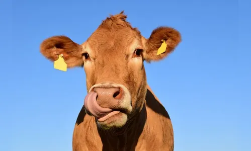 Caso de 'vaca louca' é confirmado pelo Ministério da Agricultura