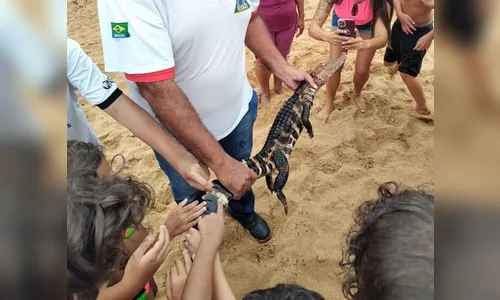 Jacaré é encontrado por banhistas em praia às margens do Rio Paraná