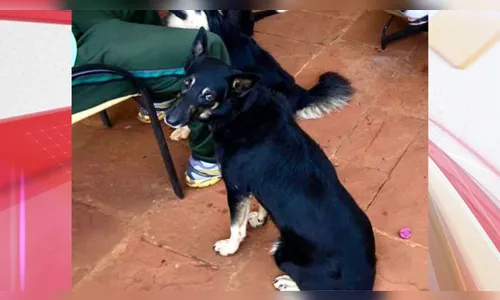 Apelo: moradores de Apucarana procuram por cachorra desaparecida