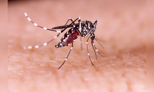 Alerta: Paraná registra 462 novos casos de dengue