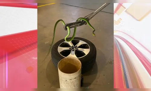 Cobra venenosa é resgatada em garagem de prédio, em Maringá