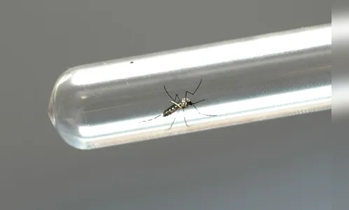 Com salto de 92%, Paraná reforça alerta para casos de chikungunya