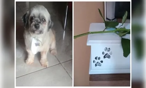 Mulher deixa cachorro no pet shop e recebe as cinzas do bichinho