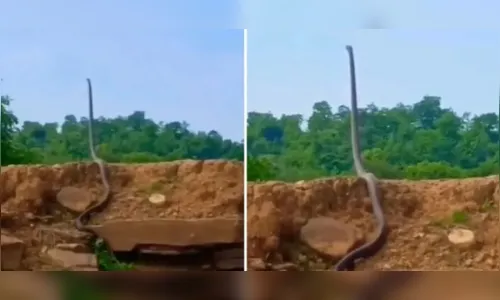 Maior serpente venenosa do mundo gera pânico ao ficar 'em pé'; veja