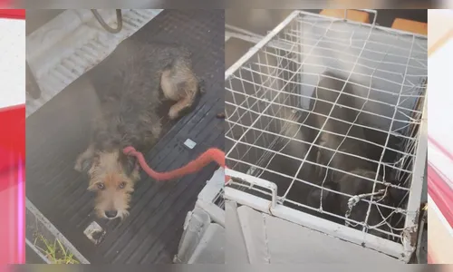 Cães são resgatados em casa de homem preso por arremessar gato no PR