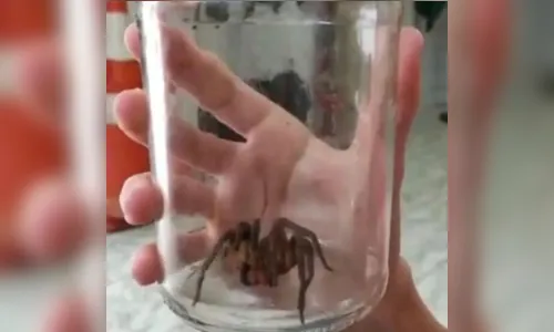 Aranha com veneno mortal é capturada em residência