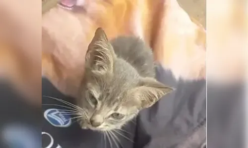 Gata que sofreu maus-tratos em Apucarana segue internada