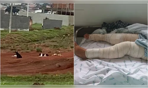 Idoso e mulher têm corpos dilacerados em ataque de cães no PR