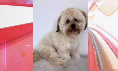 Apelo para encontrar cachorro movimenta moradores de Apucarana