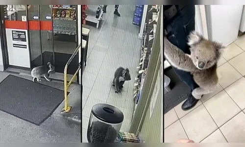 Coala invade loja da Austrália e tenta 