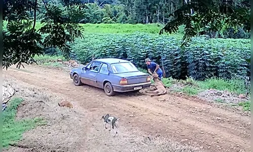 Vídeo mostra bezerro sendo furtado e colocado dentro de carro, no PR