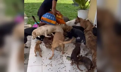 Cães mortos, desnutridos e doentes são encontrados em hotel pet no PR