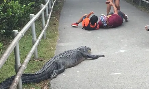 Inusitado: dupla se arrisca deitando próximo a jacaré para tirar foto