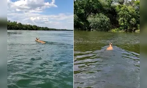 Moradora de Maringá flagra cervo atravessando o Rio Paraná; veja