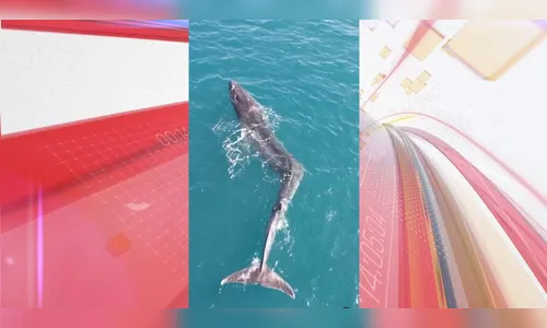 Biólogos flagram baleia de 40 toneladas com deformação rara; veja