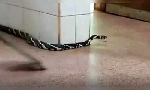 Cobra Ñacanina é flagrada 'passeando' nas Cataratas do Iguaçu