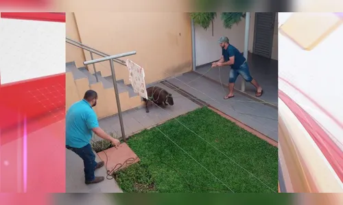 Vídeo: capivara invade casa e precisa ser resgatada no Vale do Ivaí