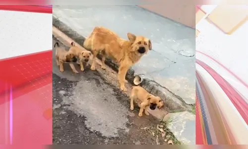 Vídeo: filhotes de cachorro morrem após abandono em Arapongas