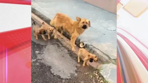 Os animais foram resgatados no Parque Industrial