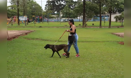 Arapongas recebe nova edição do CastraPet; saiba como participar