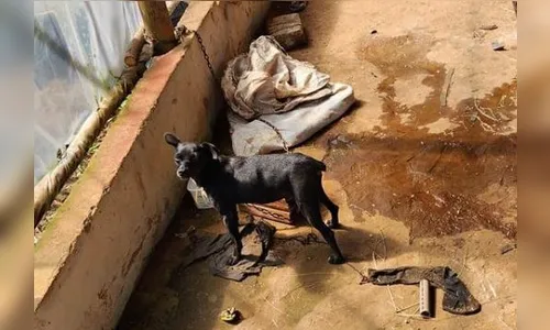 Casal é preso em flagrante após maus-tratos contra cachorros; assista